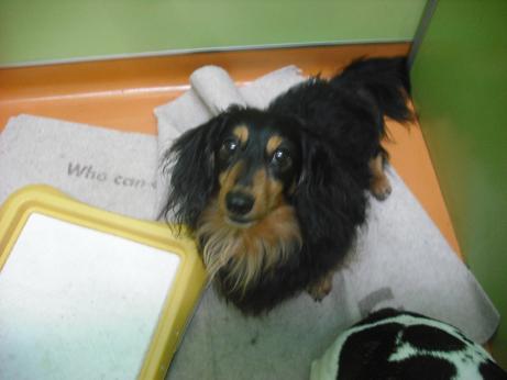 ファイル 4325-1.jpg