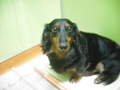 ファイル 4326-1.jpg