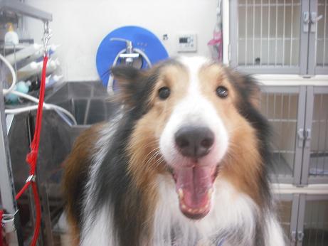 ファイル 4333-1.jpg