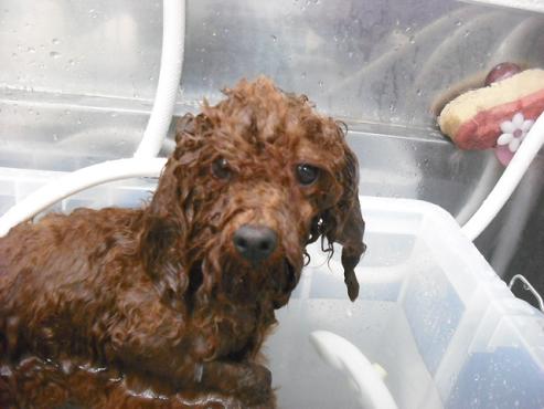 ファイル 434-2.jpg