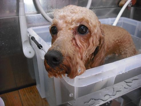 ファイル 438-2.jpg