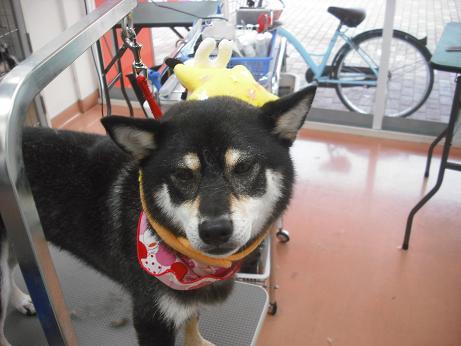 ファイル 4382-1.jpg