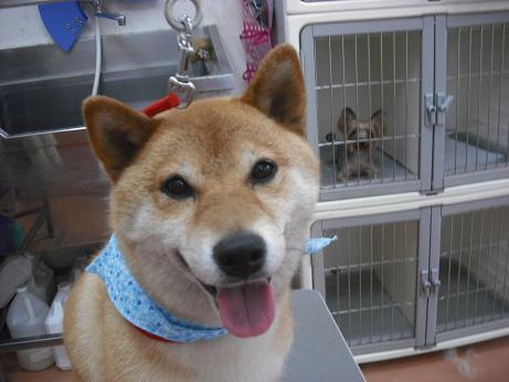 ファイル 4391-1.jpg