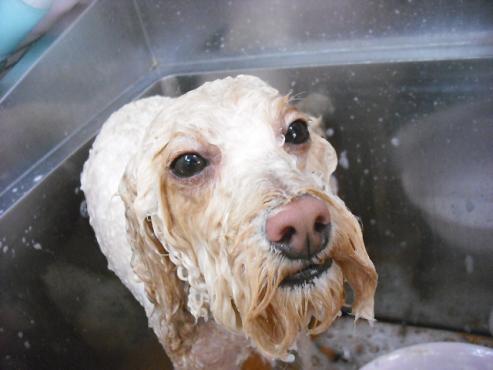 ファイル 440-2.jpg