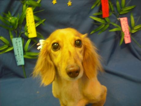 ファイル 4403-2.jpg