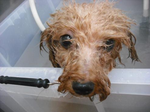 ファイル 441-2.jpg