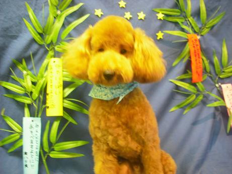 ファイル 4417-2.jpg