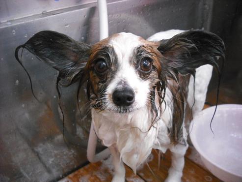 ファイル 444-2.jpg