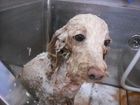 ファイル 445-2.jpg