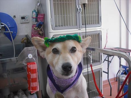 ファイル 4454-1.jpg