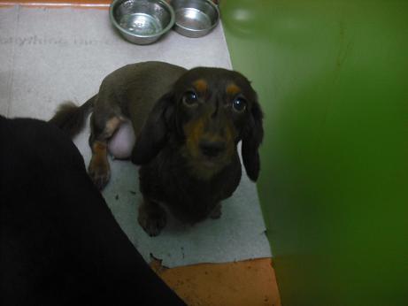 ファイル 4496-1.jpg