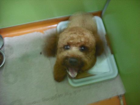 ファイル 4498-1.jpg