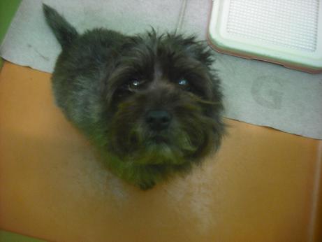 ファイル 4500-1.jpg