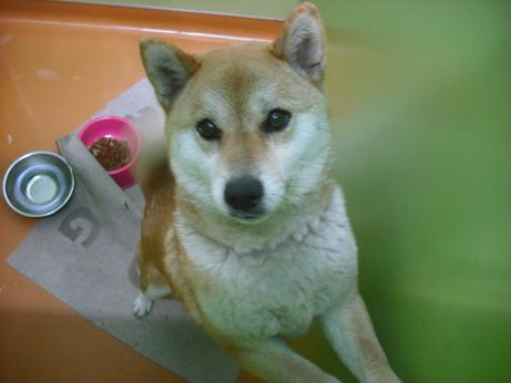 ファイル 4501-1.jpg