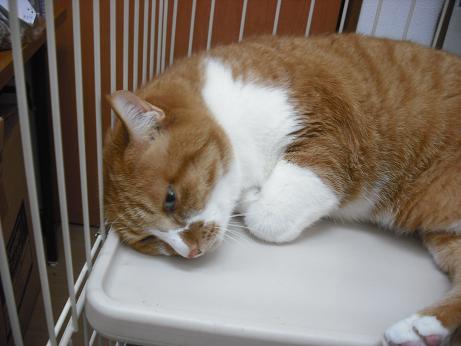 ファイル 4502-1.jpg