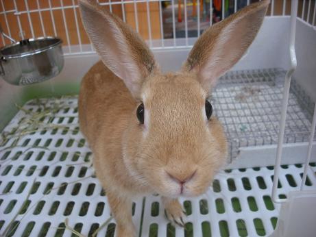 ファイル 4506-1.jpg