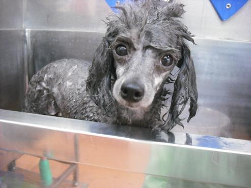 ファイル 455-2.jpg