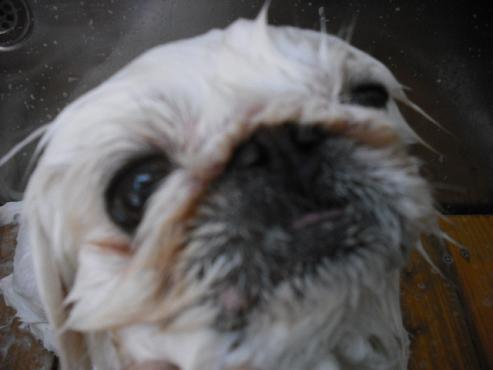 ファイル 458-2.jpg