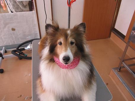 ファイル 4617-1.jpg