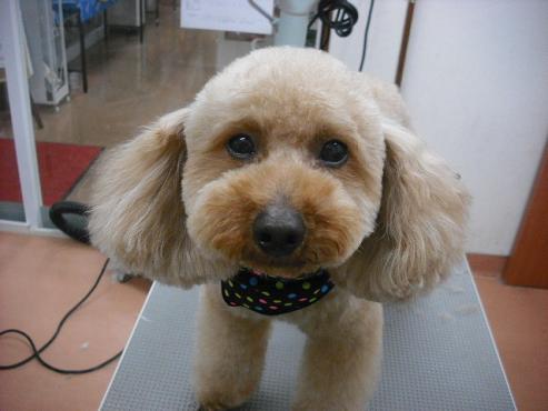 ファイル 463-1.jpg