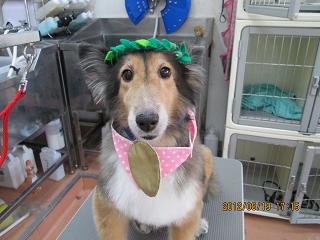 ファイル 4649-1.jpg