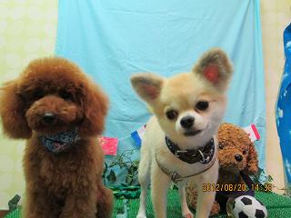 ファイル 4654-1.jpg