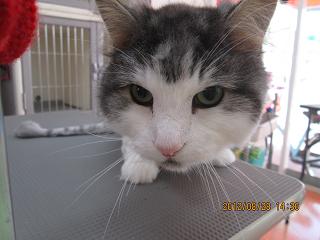 ファイル 4734-2.jpg