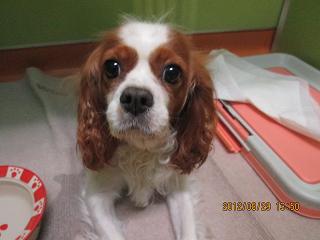 ファイル 4746-1.jpg