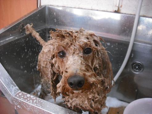 ファイル 476-1.jpg