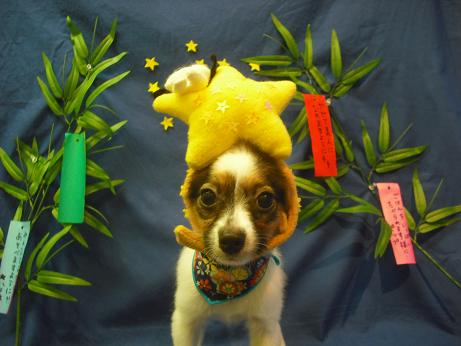 ファイル 4766-1.jpg