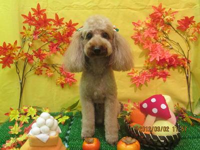 ファイル 4768-2.jpg