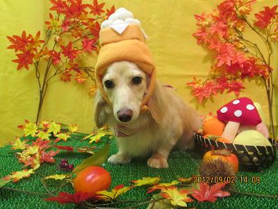 ファイル 4769-1.jpg