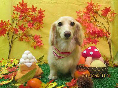 ファイル 4769-2.jpg