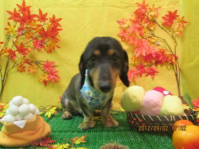 ファイル 4770-1.jpg