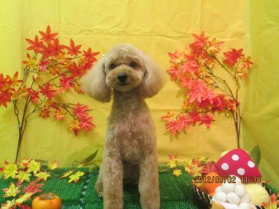 ファイル 4771-2.jpg