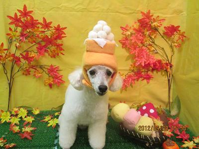 ファイル 4772-1.jpg