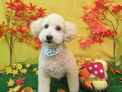 ファイル 4774-2.jpg