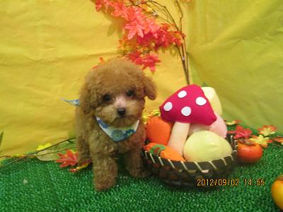 ファイル 4775-1.jpg