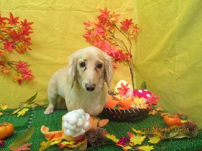 ファイル 4777-1.jpg