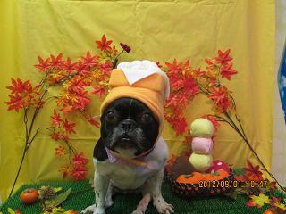 ファイル 4781-1.jpg