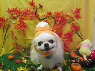 ファイル 4782-1.jpg