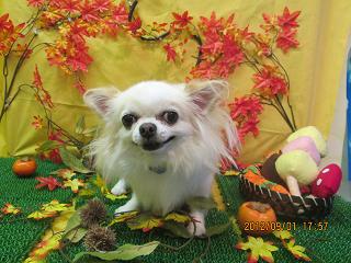 ファイル 4782-2.jpg