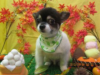 ファイル 4783-2.jpg