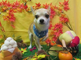 ファイル 4785-2.jpg