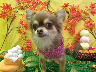 ファイル 4788-2.jpg