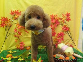 ファイル 4793-2.jpg