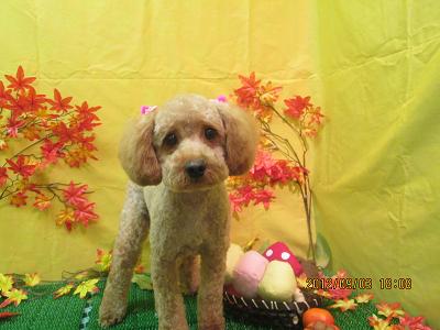 ファイル 4795-2.jpg