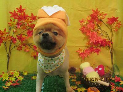 ファイル 4796-1.jpg