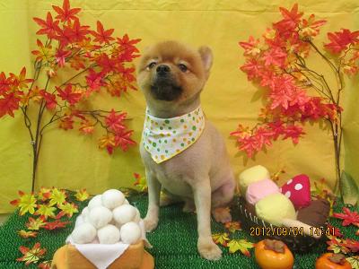 ファイル 4796-2.jpg