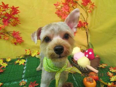 ファイル 4797-2.jpg